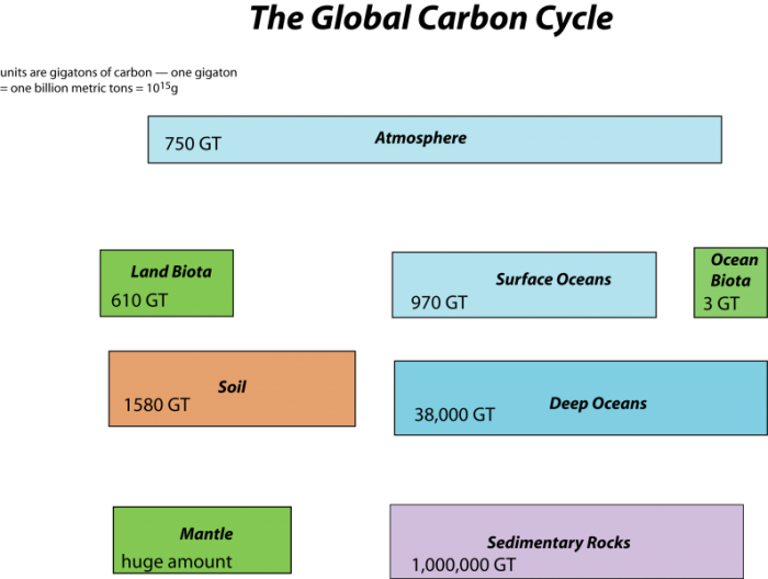 What Are The Carbon Reservoirs